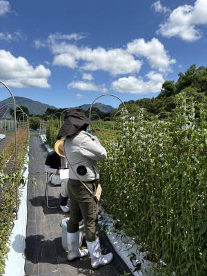 開花時調査の様子を撮影した写真です