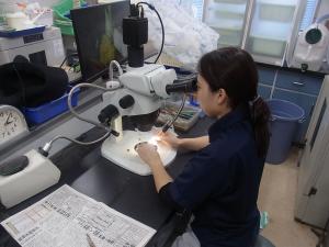 花芽を検鏡している様子を撮影した写真です