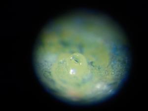顕微鏡で見た花芽の分化状況を撮影した写真です