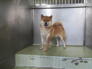 美作市余野の犬