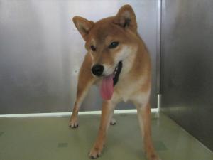 柴犬　成犬　茶　オス　中型　首輪なし　美作市余野