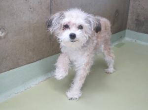 笠岡市カブト東町　洋犬雑　成犬　薄茶白　メス　小　首輪なし