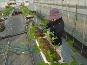 イチゴの定植作業を撮影した写真です