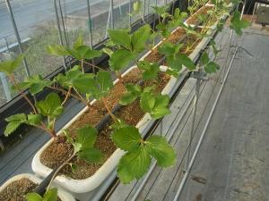 定植したイチゴの様子を撮影した写真です