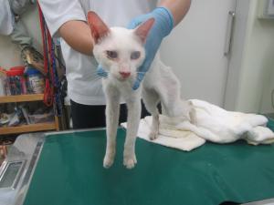 和気町大田原　雑種　成猫　白　オス　中　首輪なし　負傷