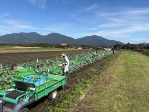 収穫作業の様子を撮影した写真です