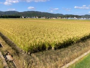 圃場の様子を撮影した写真です