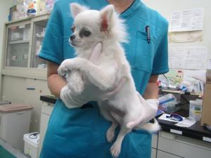 笠岡市カブト東町　チワワ　成犬　白　メス　小　右目負傷　首輪なし