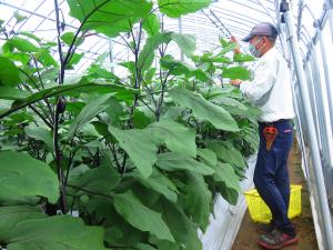 圃場の様子を撮影した写真です