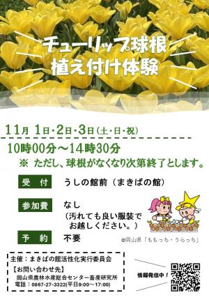 チューリップ球根植え付け体験チラシ