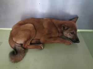 早島町前潟　雑種　成犬　中　茶黒