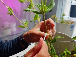 交配作業の様子を撮影した写真です