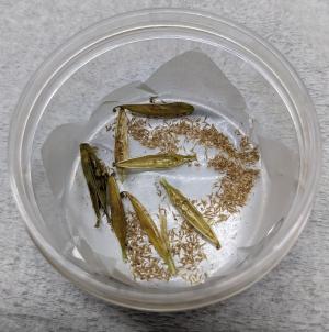 交配により得られた種を撮影した写真です