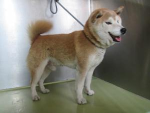 津山市中原　柴犬　成犬　茶白　オス　中　茶色首輪