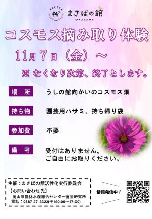 チラシ_コスモス摘み取り体験