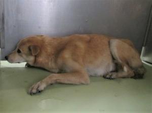 笠岡市カブト中央町　雑種　成犬　茶　メス　中　首輪なし