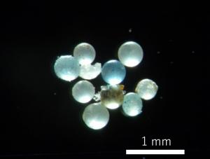 東京湾の海水から見つかったマイクロビーズ