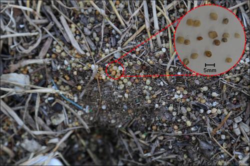 河川敷に散乱する肥料殻