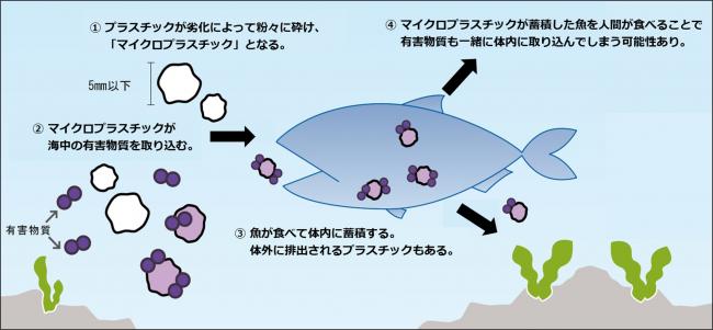 有害物質の吸着・取り込みについて