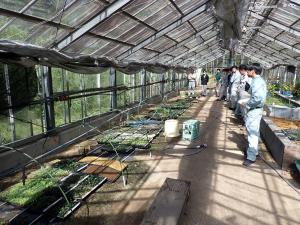 森林研究所内施設の見学（少花粉コンテナ苗）