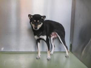 赤磐市町神田　柴犬　成犬　黒白茶　メス　中　首輪なし