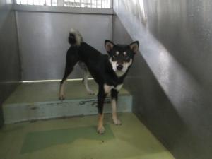 笠岡市カブト東町　柴雑　成犬　黒白茶　オス　中　首輪なし