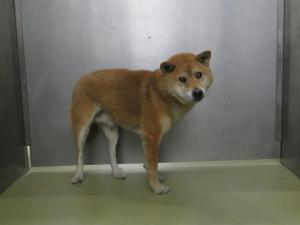 津山市加茂町戸賀　柴雑　成犬　茶　オス　中　青色首輪