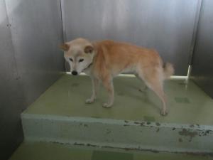 柴雑　茶白　メス　中　茶色首輪　瀬戸内市長船町東須恵