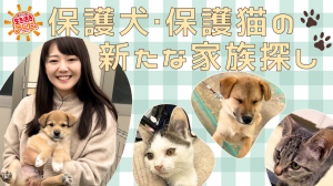 保護犬・保護猫