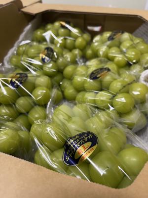 出荷されたシャインマスカット