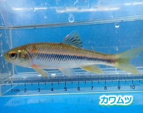 カワムツ