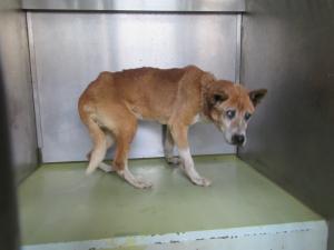 井原市美星町三山の犬