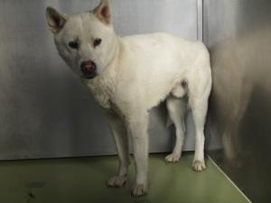 笠岡市富岡　雑種　成犬　白　オス　中　赤色首輪