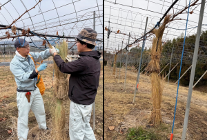 防寒対策の様子を撮影した写真です