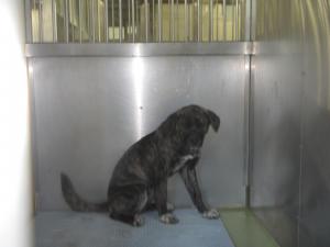 和気町矢田の犬