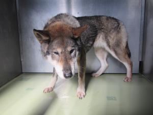 勝央町石生　雑種　成犬　黒白茶　メス　中　首輪なし