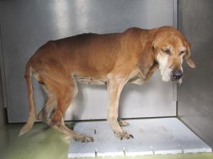 井原市高屋町　猟犬雑　成犬　茶白　メス　中　赤色首輪