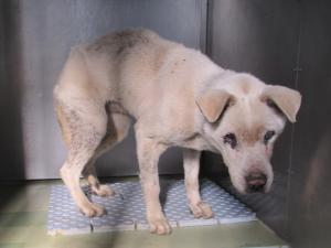 里庄町新庄　雑種　成犬　白　メス　中　首輪なし