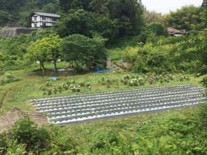 吹屋紅辛プロジェクト