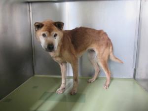 美作市東谷下　雑種　成犬　茶　メス　中　首輪なし