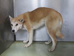 笠岡市カブト中央町・雑種・成犬・茶白・メス・首輪なし