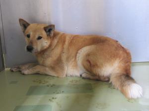 笠岡市カブト中央町・雑種・成犬・茶白・メス・首輪なし