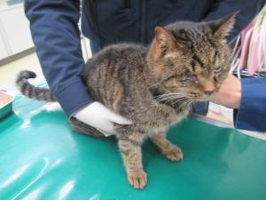 赤磐市桜が丘東　雑種　成猫　キジトラ　オス　中　首輪なし