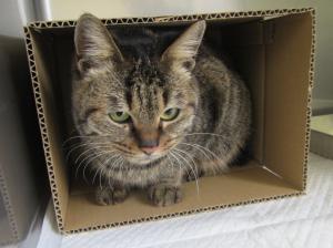 赤磐市桜が丘東　雑種　成猫　キジトラ　メス　中　青色首輪