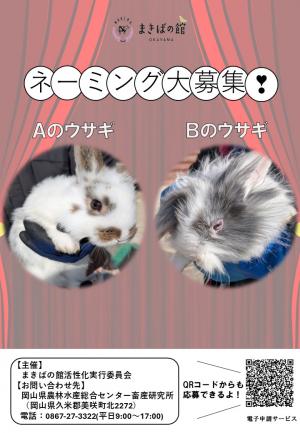 ウサギ　ネーミング　チラシ