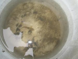 回収した缶等に生息していた水生生物