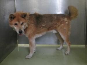 津山市下高倉東　雑種　成犬　茶白　オス　中　赤色首輪