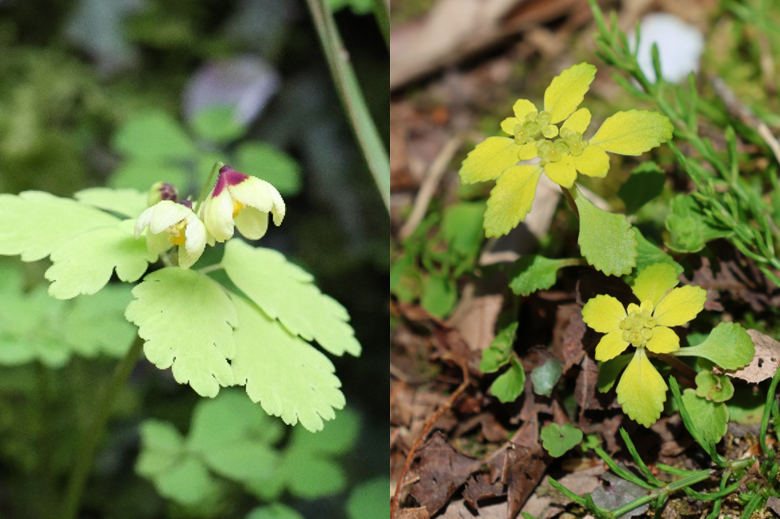 山野草(左:サンインシロカネソウ 右:ボタンネコノメソウ)