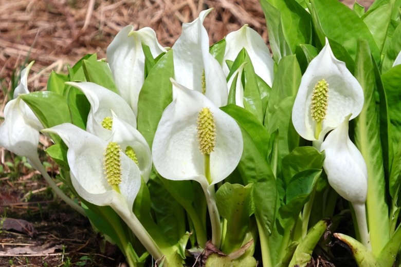 ミズバショウ