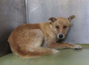 笠岡市カブト中央町　雑種　成犬　茶　メス　中　首輪なし